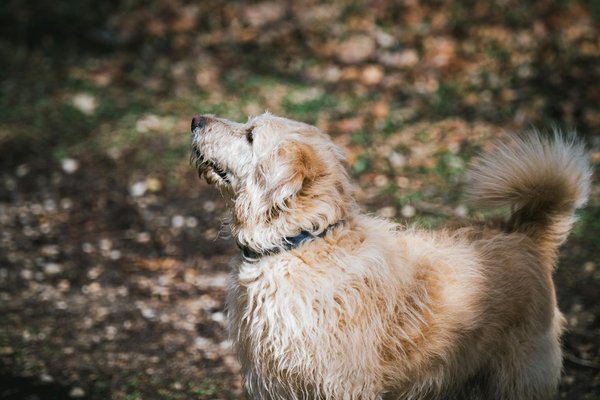 Welche Tiere bieten natürlichen Schutz für andere Tiere?