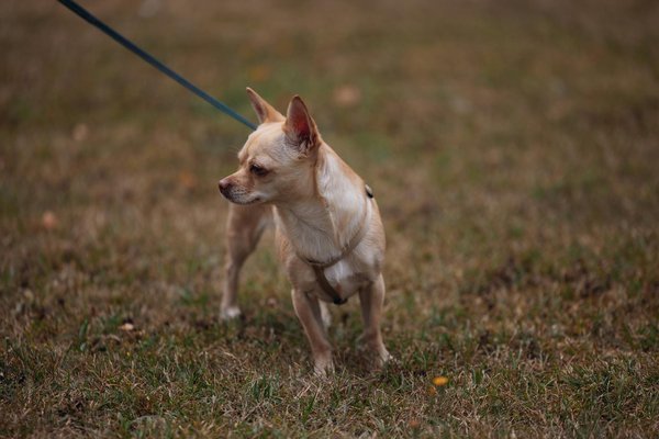 Welche Hunderassen eignen sich am besten für Familien mit Kindern?